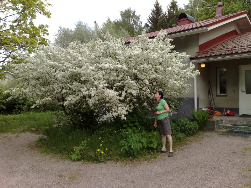 The bushes in full blossom