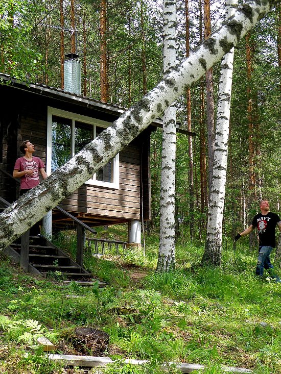 Timber