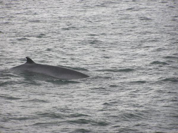 Minke Whale