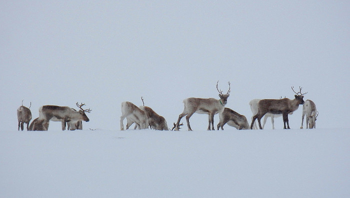 Reindeer