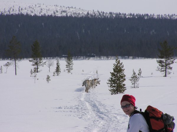 reindeer in front of Leena