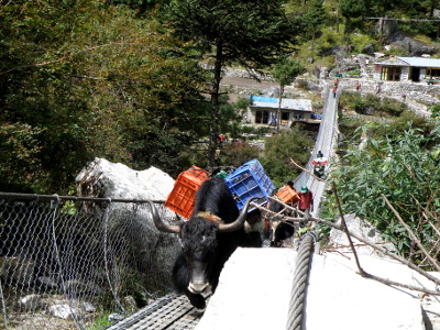 yaks